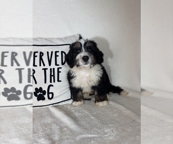 Medium Photo #4 Bernedoodle Puppy For Sale in GREENFIELD, IN, USA