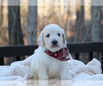 Small Photo #22 Goldendoodle Puppy For Sale in ROUGEMONT, NC, USA
