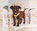 Small #1 American Staffordshire Terrier Mix