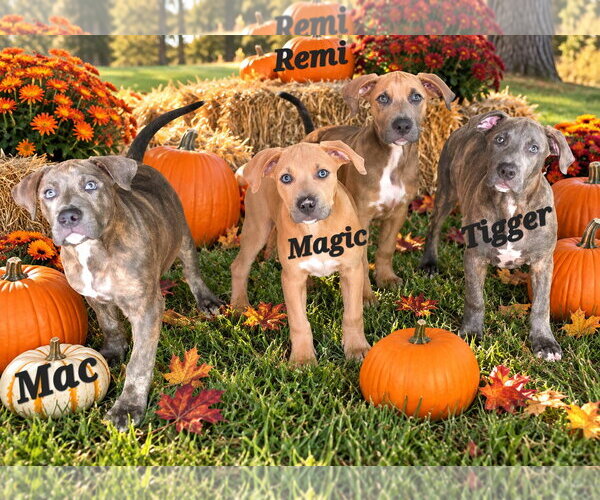 Medium Photo #2 American Pit Bull Terrier-Australian Shepherd Mix Puppy For Sale in Southbury, CT, USA