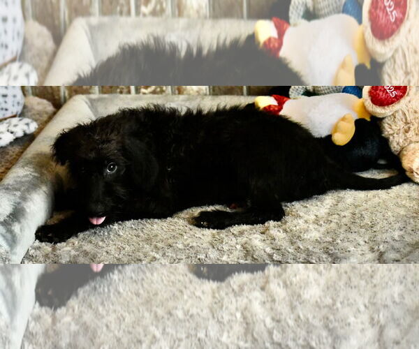Medium Photo #3 Poodle (Miniature)-Unknown Mix Puppy For Sale in Mechanicsburg, PA, USA