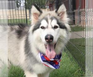 Siberian Husky-Unknown Mix Dogs for adoption in San Antonio, TX, USA