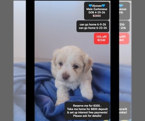 Havanese-Zuchon Mix Puppy for sale in TUCSON, AZ, USA