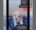 Image preview for Ad Listing. Nickname: Ulysses