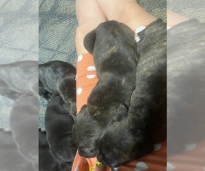 Cane Corso Puppy for Sale in JAMESTOWN, Missouri USA