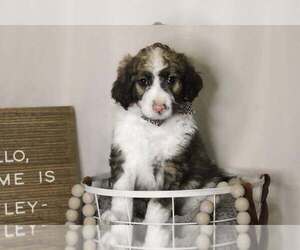 Bordoodle Litter for sale in GREENWICH, OH, USA