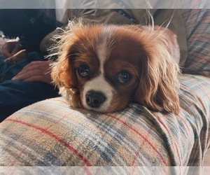 Mother of the Cavalier King Charles Spaniel puppies born on 10/12/2025