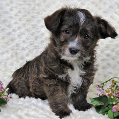 Pembroke Welsh Corgi-Poodle (Miniature) Mix Puppy for sale in GAP, PA, USA