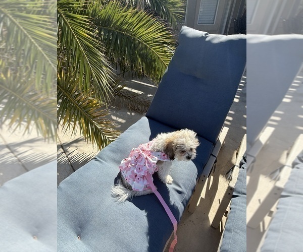 Medium Photo #12 Zuchon Puppy For Sale in LAS VEGAS, NV, USA