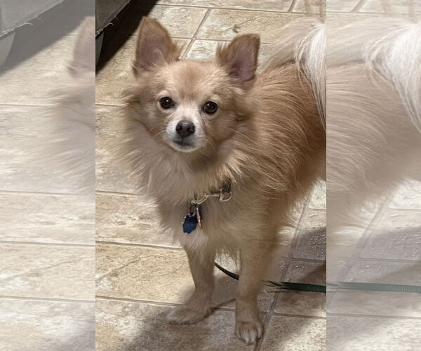 Medium Photo #11 Chiranian Puppy For Sale in Minneapolis, MN, USA