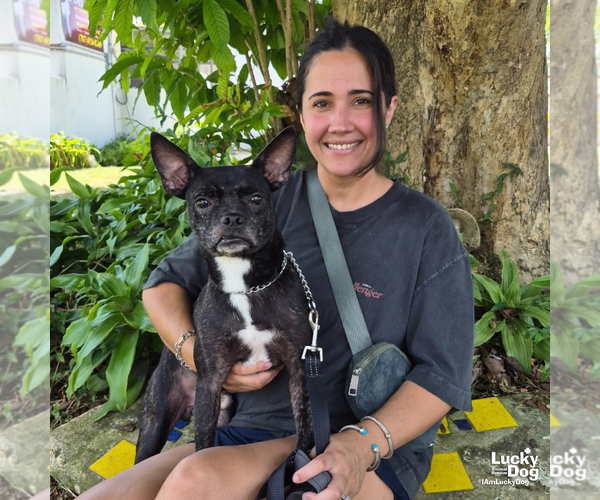 Medium Photo #2 Boston Terrier-Unknown Mix Puppy For Sale in Washington, DC, USA