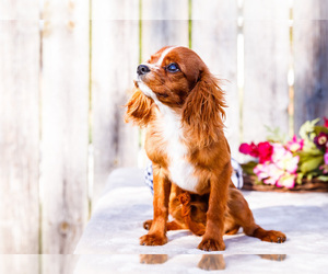 Cavalier King Charles Spaniel Puppy for sale in WAKARUSA, IN, USA