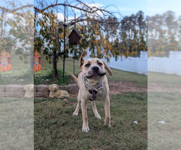 Medium Photo #3 American Foxhound-Bulldog Mix Puppy For Sale in Raleigh, NC, USA