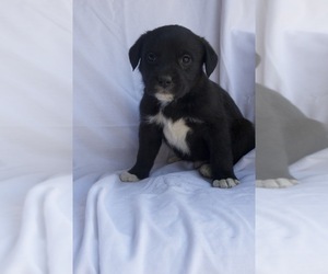 Mutt Puppy for sale in CAPON BRIDGE, WV, USA