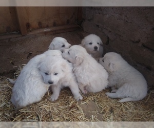 Akbash Dog-Great Pyrenees Mix Puppy for sale in ORACLE, AZ, USA
