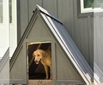 Small #10 Labrador Retriever