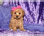 Small #1 Poodle (Toy)