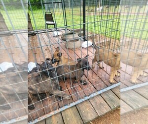 Belgian Malinois Puppy for sale in GREENSBORO, NC, USA