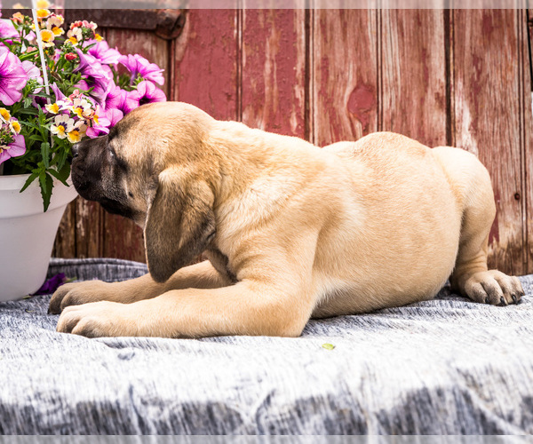 Medium Photo #6 Mastiff Puppy For Sale in WAKARUSA, IN, USA