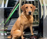 Small #18 Labrador Retriever