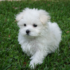 Maltese Puppy for sale in CEDAR PARK, TX, USA