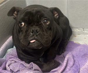Pariza - Female Pug-Unknown Mix Dog for Adoption - Photo #3