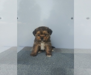 Shorkie Tzu Puppy for sale in SHIPSHEWANA, IN, USA