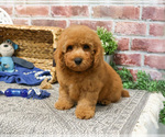 Image preview for Ad Listing. Nickname: Goji