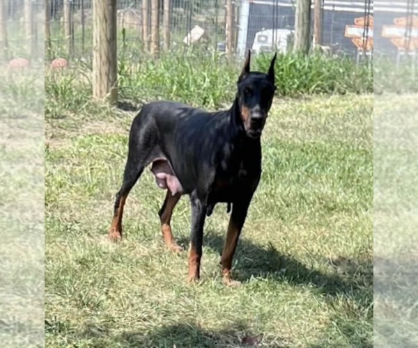 Medium Photo #8 Doberman Pinscher Puppy For Sale in WARSAW, IN, USA