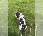 Puppy 7 Spot Basset Hound