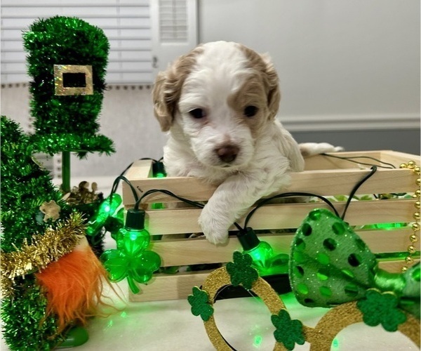 Medium Photo #4 YorkiePoo Puppy For Sale in MONTGOMERY VILLAGE, MD, USA