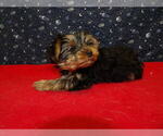 Small #3 Yorkshire Terrier