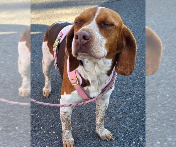 Medium Photo #4 Beagle Puppy For Sale in Dunnellon, FL, USA