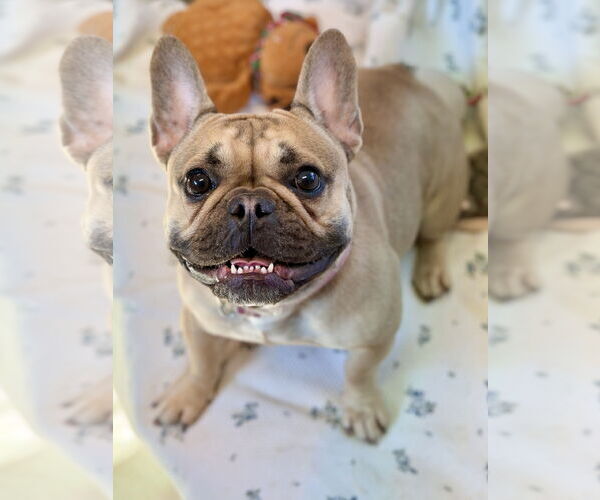Medium Photo #6 French Bulldog Puppy For Sale in West Cornwall, CT, USA