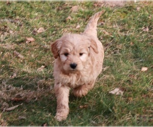 Goldendoodle Puppy for sale in BRIGHTON, MO, USA