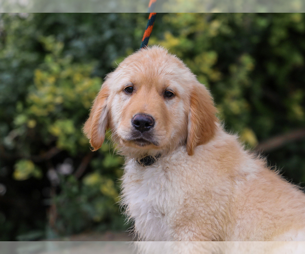 Medium Photo #3 Golden Retriever Puppy For Sale in LIBERTY, KY, USA