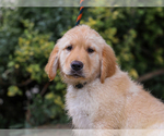 Small #2 Golden Retriever