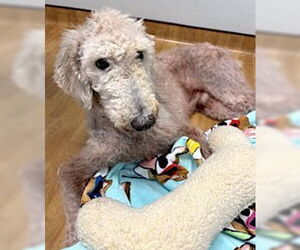 Poodle (Standard) Dogs for adoption in Mount Airy, NC, USA