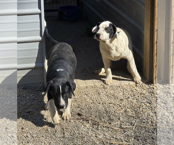 Medium Photo #3 Saint Bernard-Unknown Mix Puppy For Sale in Woodsfield, OH, USA