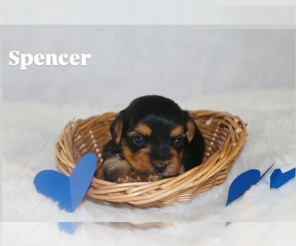 Medium Photo #1 Yorkshire Terrier Puppy For Sale in HILLSBORO, TX, USA