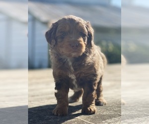 Aussie-Poo Puppy for sale in MAZEPPA, MN, USA