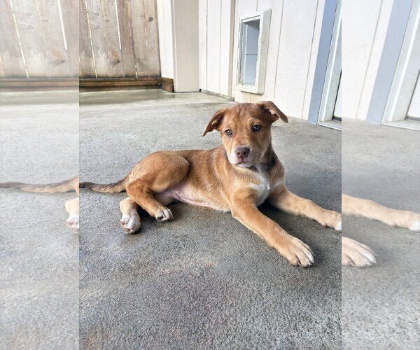 Medium Photo #2 Mastiff-Siberian Husky Mix Puppy For Sale in Sequim, WA, USA