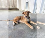 Small #1 Mastiff-Siberian Husky Mix