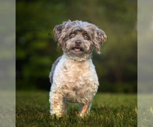 Havanese Dogs for adoption in Decatur, IL, USA