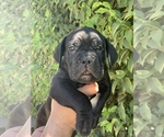 Small Photo #2 Cane Corso Puppy For Sale in PORTERVILLE, CA, USA