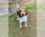 Small #6 American Foxhound-Treeing Walker Coonhound Mix