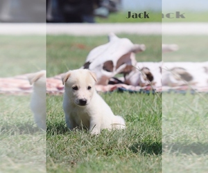Australian Cattle Dog-Great Pyrenees Mix Puppy for sale in BARRY, TX, USA
