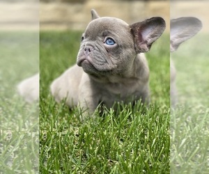 French Bulldog Puppy for sale in OJAI, CA, USA