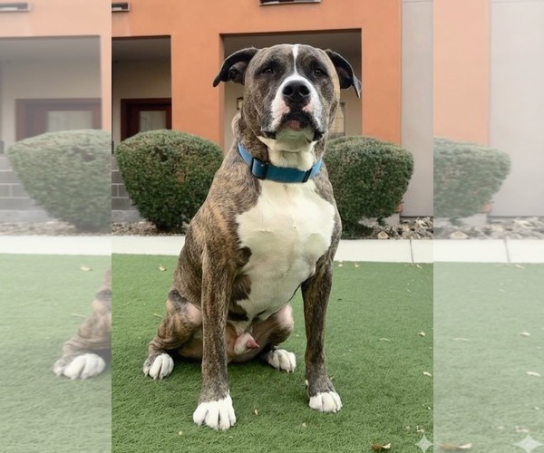 Medium Photo #1 Mastiff-Unknown Mix Puppy For Sale in Chandler, AZ, USA