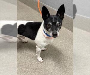 Chihuahua-Unknown Mix Dogs for adoption in Las Vegas, NV, USA